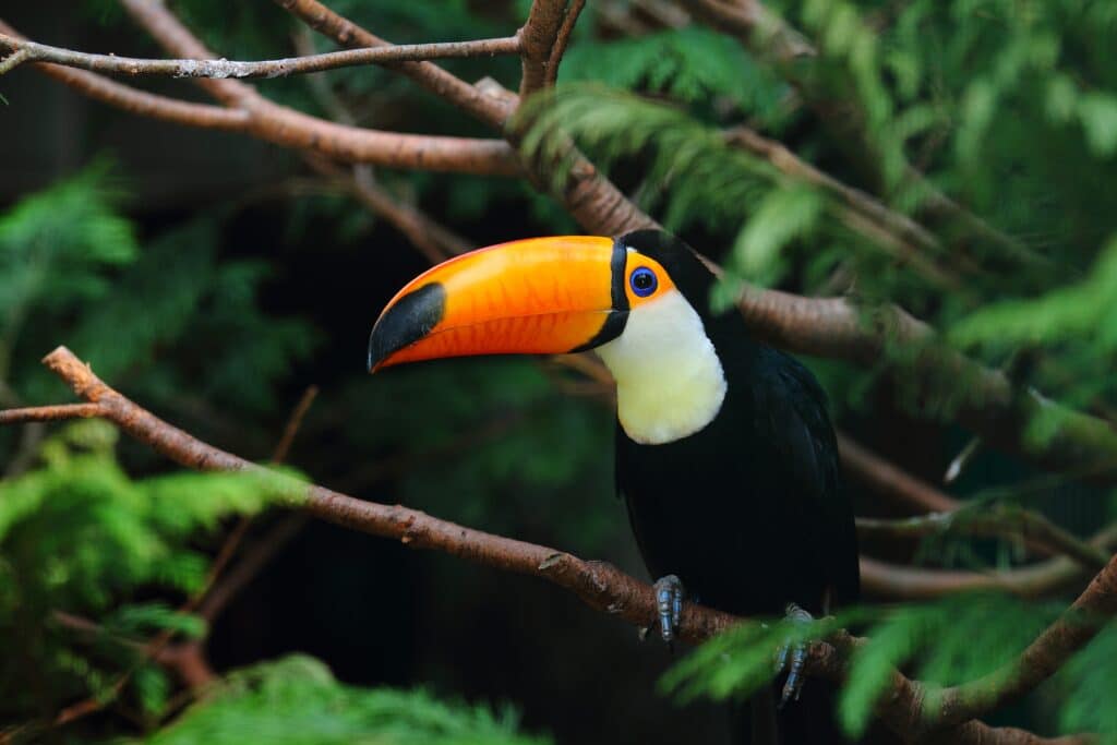 Tucano colorido sobre um galho em meio à floresta, simbolizando a biodiversidade da fauna brasileira