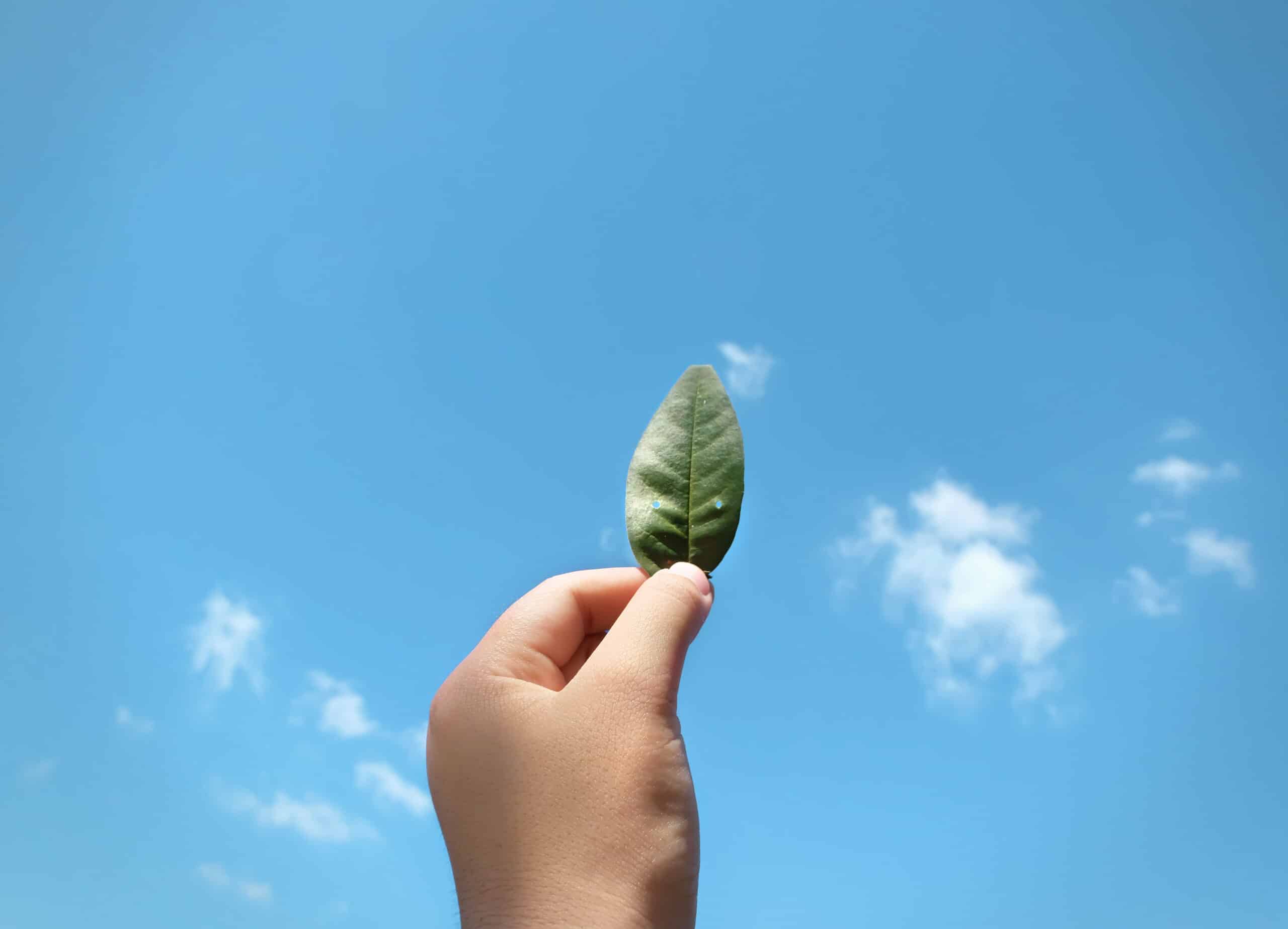 Mão segurando uma folha verde sob um céu azul representando sustentabilidade e retorno dos investimentos ESG.