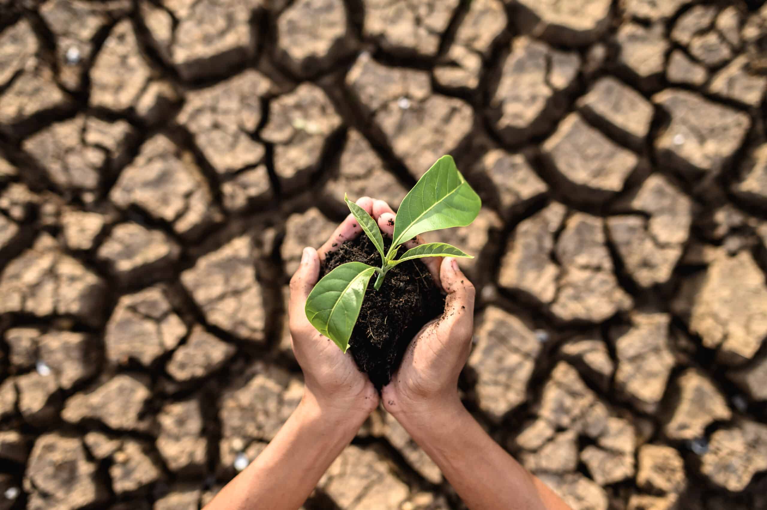 Mãos segurando uma muda verde sobre solo seco e rachado, simbolizando a luta contra o aquecimento global e a preservação ambiental